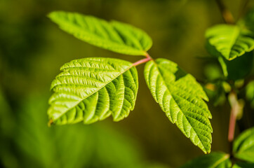 close up of green leaves