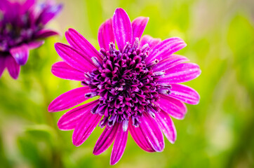 Fototapeta premium close up of a purple flower