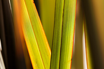 green and yellow palm leaves background