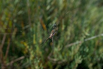 weaving spider waits for its prey in a web