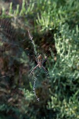 spider on a web