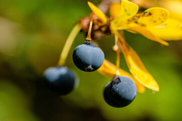 close up of a calafate berries