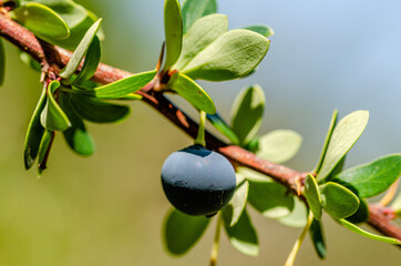 close up of a calafate berry