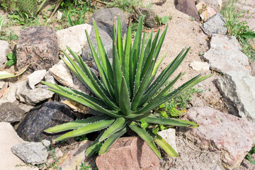 Agave growing on rocky soil. A succulent plant common in Texas and Mexico.