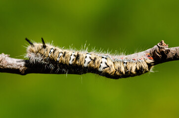 Fototapeta premium close up of a caterpillar on a leaf