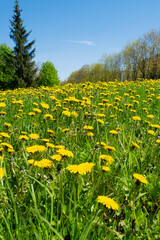 Fototapeta premium field of dandelions