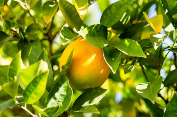 lemon tree with fruits
