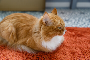 Beautiful fluffy ginger cat with white spot and green eyes