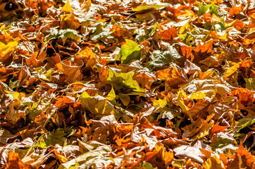 autumn leaves on the ground