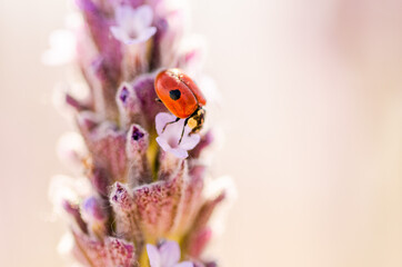 close up of a ladybug on a lavender flower