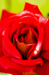 close up of a red flower petals texture