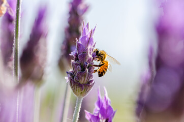 close up of a bee on a lavender flower