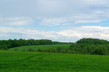 green field and blue sky