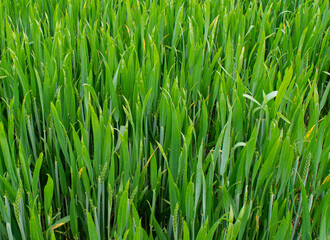 green grass background