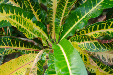 Green and yellow Crotons or codiaeum verieagatum flower's leaves in park in landscape. © Susheel