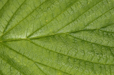 Close up of green leaf