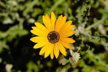 close up of a yellow flower in the sun