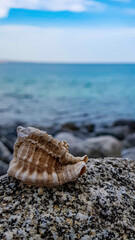 shell on the beach