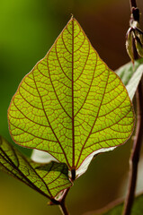 close up of a leaf