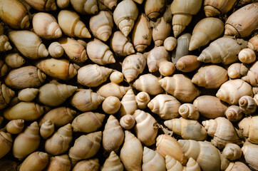 texture of snail shells