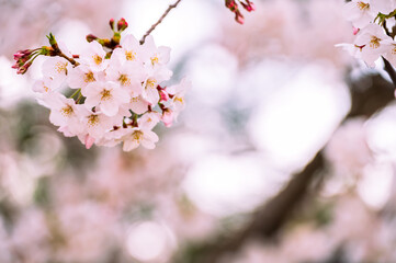 お濠に咲く桜