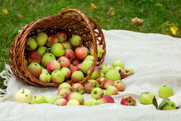 A large wicker basket with ripe apples for a picnic. Scattered fruits on a blanket in nature. New harvest. Space for text.