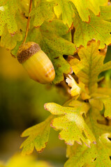 close up of oak leaves and acorns