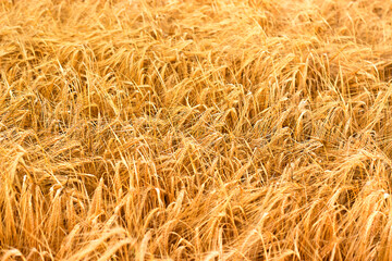 Wheat yellow field. Ripe spikelets of wheat on a sunny day
