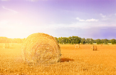 haystack close-up on agricultural field with hay