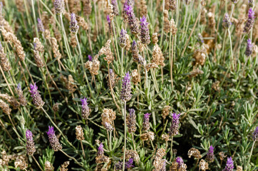 close up of lavender flowers