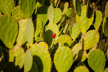 close up of cactus texture
