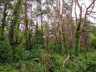 Fototapeta premium Thickets of leaves of wild grapes in a pine forest in summer