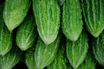 Green bitter gourds in the morning sunshine.