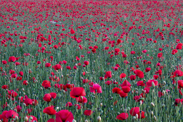 Obraz premium Field of poppies in the rays of the setting sun