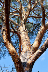 trunk and branches of a pine tree 