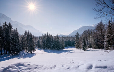 Snowy landscape with mountain panorama at the Bavarian Alps at a recreation area with forest and trekking path on sunny day