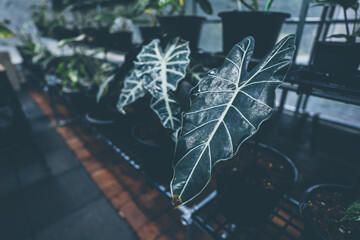 greenhouse of tropical variegated plant, green leaf flora nature garden, beautiful botany flower background in summer spring houseplant, fresh growing foliage floral for decorative