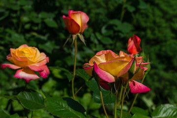 Bright yellow orange roses with pink edge against the green background. Roses Variety Club are photographed under natural light. Selective focus. Lyric motif for design