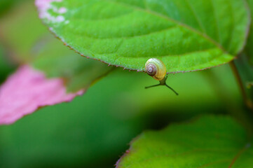 Escargot sur feuille rose et verte de kiwi.