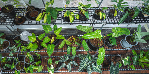 Fototapeta premium greenhouse of tropical variegated plant, green leaf flora nature garden, beautiful botany flower background in summer spring houseplant, fresh growing foliage floral for decorative