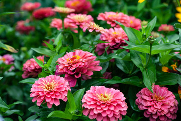 Bright pink zinnia flowers in the garden, close-up