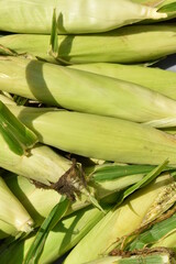 Obraz premium Ears of Corn