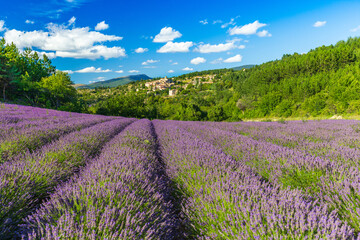 Blooming lavender fields and village of Aurel in background in Vaucluse, Provence-Alpes-Cote...