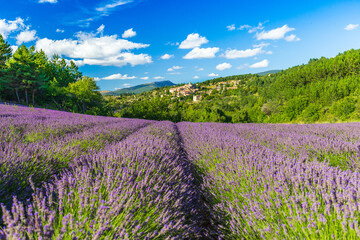 Blooming lavender fields and village of Aurel in background in Vaucluse, Provence-Alpes-Cote d'Azur, France - 451666685