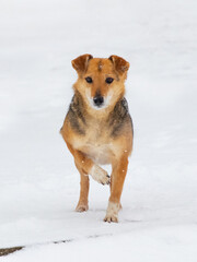 A small brown dog stands in the snow in winter