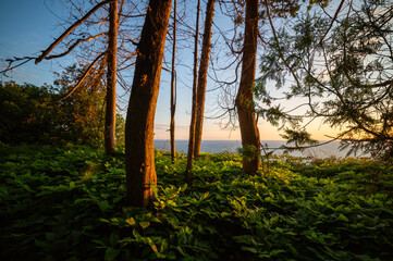 Lake at Dawn Viewed Through the Woods