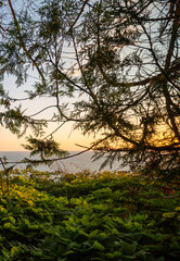 Obraz na płótnie Canvas Lake at Dawn Viewed Through the Woods