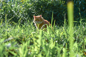 homemade red fluffy beautiful cat sitting in the garden in the tall green grass, sunny summer day