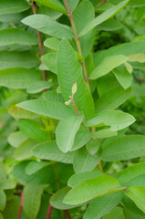 Guava tree with green beautiful leaves.