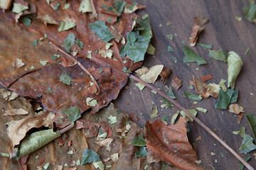 Colorful dry autumn leaves on top of wooden floor. Neutral colors brown, green, orange.